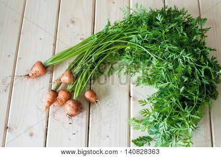 Organic Baby Carrots In The Ground Stained With Stems