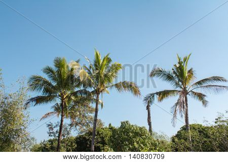 Coconut tree behind the house late in the day.