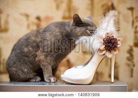 Cat And The Bride Shoes With Feathers