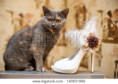 Cat And The Bride Shoes With Feathers