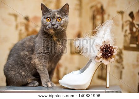 Cat And The Bride Shoes With Feathers