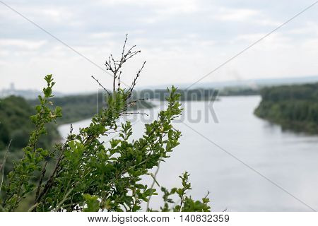 Bush on the rocks with river on the background.