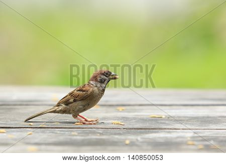 eurasian tree sparrow and paddy in mouth standing on wood table with green blur background