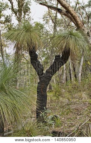 Australian Grass Tree in the Nation Park