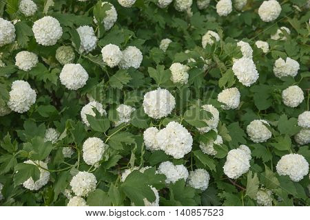 Viburnum Roseum bloomed beautiful white flowers in the garden