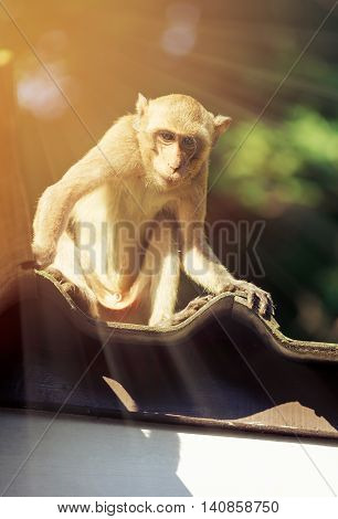 Closeup Adorable Monkey Sitting On Roof Over Blurred Nature Background.