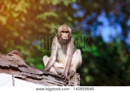 Adorable Monkey Sitting On A Mouldy Wood On Blurred Nature Background.