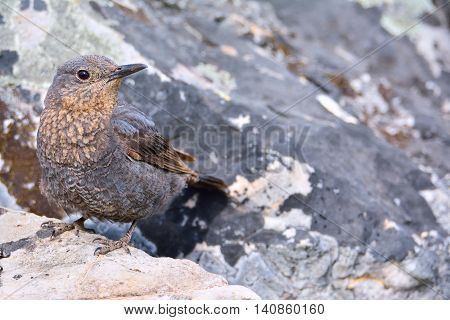 Close-up of bright blue rock thrush on rocks in daylight
