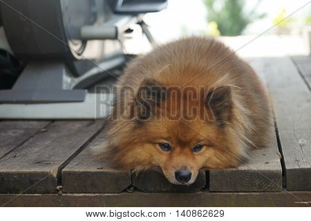 Dog Breeds Of German Spitz Resting