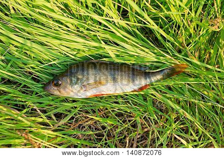 caught perch lying on the green grass