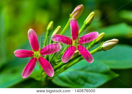 Pink Rangoon creeper Blooming in the nature