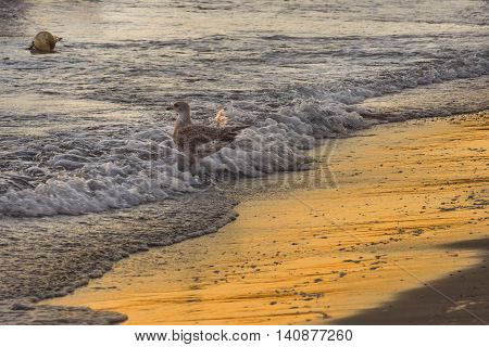 Seagull on the seashore against waves. Waves and seagull. Seagull in the waves.
