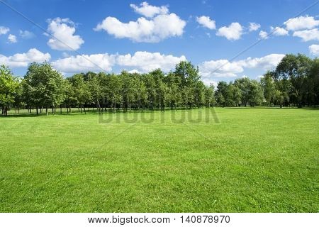 Summer landscape of grass and trees. Background for visualization project.