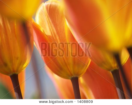 Tulipas vivas