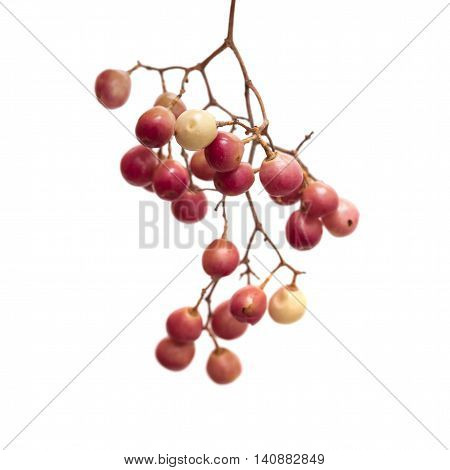 Pink Peppercorn Clusters Isolated On White