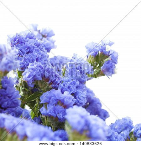 Limonium Sinuatum, Statice