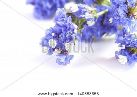 Limonium Sinuatum, Statice