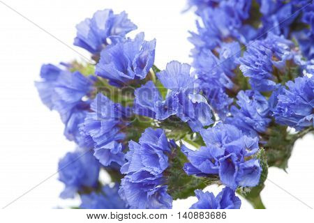 Limonium Sinuatum, Statice