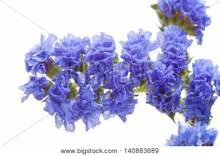 Limonium Sinuatum, Statice