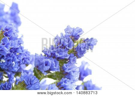 Limonium Sinuatum, Statice