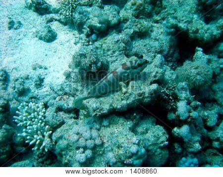 Blacktip Garoupa
