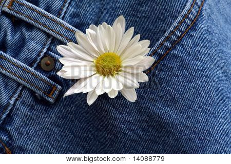 Margarida no bolso jeans