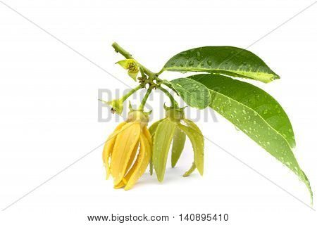 Green Ylang-ylang Flower On White Background
