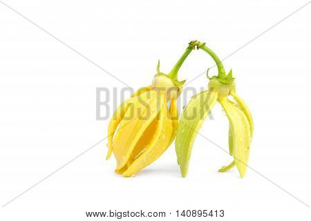 Green Ylang-ylang Flower On White Background