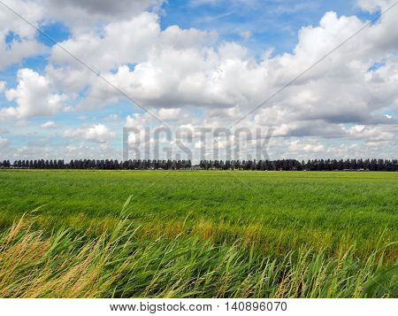 Landscape: lowland green Meadows in Summer under blue Sky with white Clouds