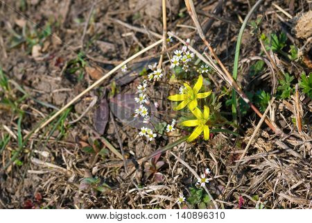 Gagea (Yellow Star-of-Bethlehem) - one of the first wild spring flower in Ukrainian steppe zone