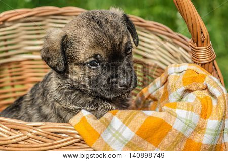 Cute little puppy in the wicker basket