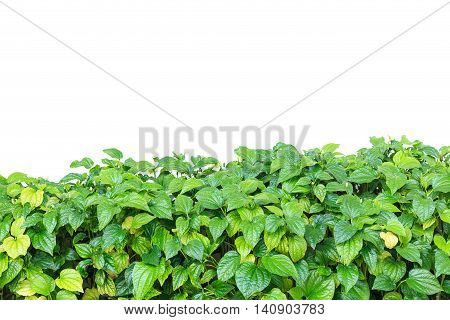 Fresh Piper Sarmentosum Isolated On White Background