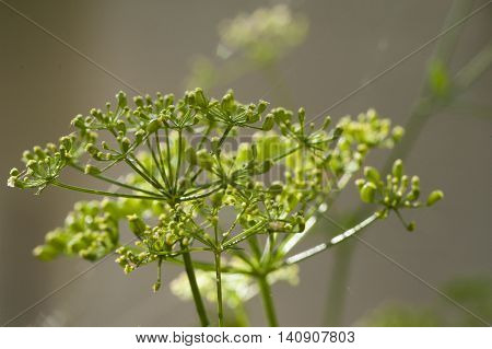 Umbelliferous Plant