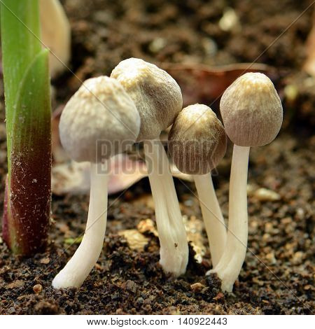 Little mushroon found on moist land in rainny season.
