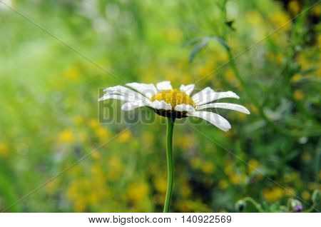 Camomile flower after the rain in an Italian field