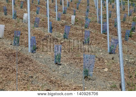 On a vineyard new vines were planted