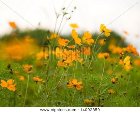 blomst (skov af blomster)