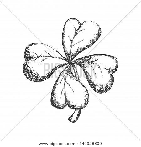 Nature garden decoraton concept represented by clover sketch icon. Isolated and flat illustration