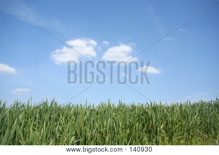 Erba incontra il cielo