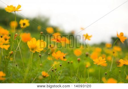 blomst (skov af blomster)