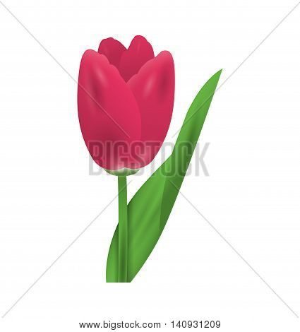 Nature garden decoraton concept represented by flower icon. Isolated and flat illustration