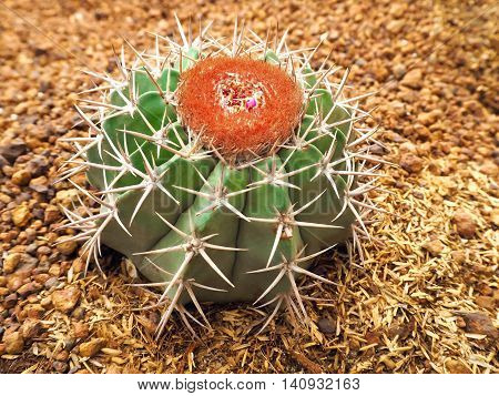Bloom cactus flower in sand and stone.