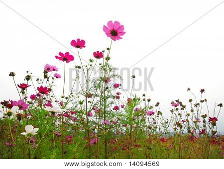 røde blomster (skov af blomster)