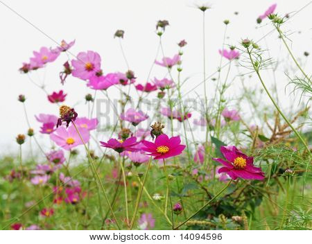 røde blomster (skov af blomster)