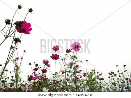 røde blomster (skov af blomster)
