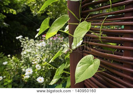 Ipomea leaves curling through arbor rods in a garden
