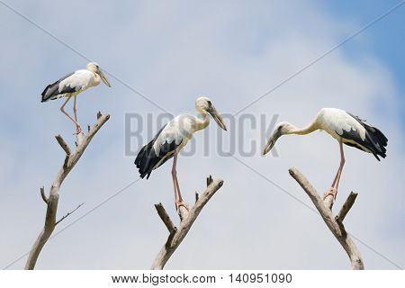 The Asian openbill stork, large wading bird with gap between beaks perching on dried branch (Anastomus oscitans) in Thailand, Asia