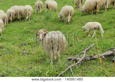 sheep grazing in Bracciano lake - Italy
