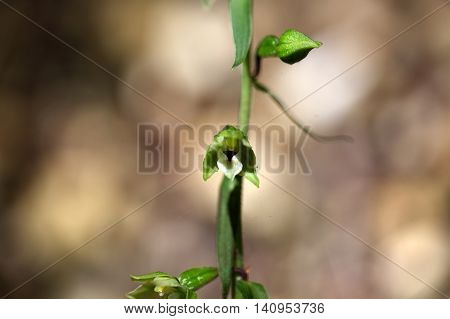 Flowers of a Violet Helleborine (Epipactis purpurata) a wild orchid from Europe.