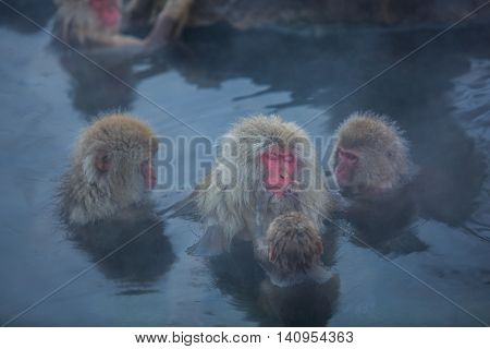 Snowmonkey Snow Monkey in hot water at Jigokudani Onsen in Nagano Japan.